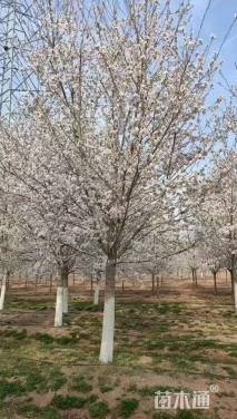 25公分染井吉野樱