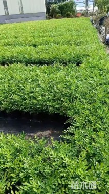 高度35厘米七里香