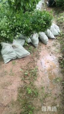 高度30厘米迎春花