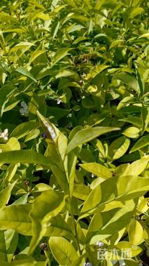 高度25厘米鸳鸯茉莉