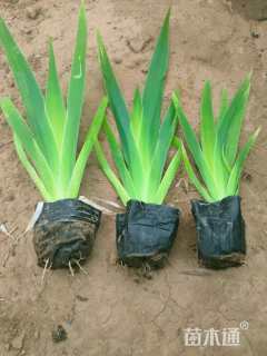 高度20厘米燕尾草