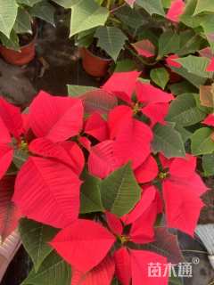 高度50厘米一品红