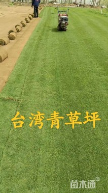 草卷状马尼拉草