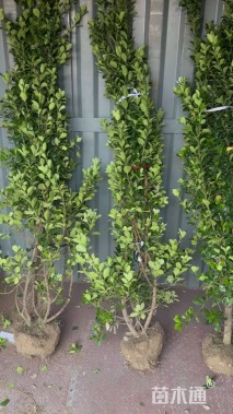高度180厘米大叶黄杨柱