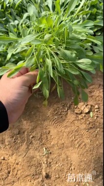 高度15厘米剑叶金鸡菊