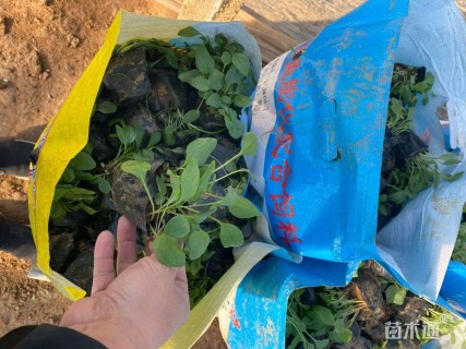 高度10厘米松果菊