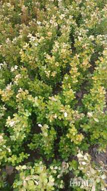 高度20厘米小叶黄杨