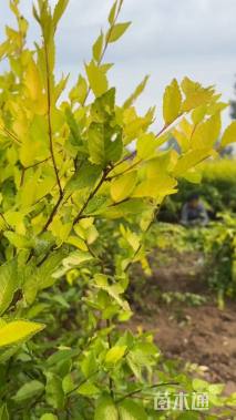 高度80厘米金叶榆小苗