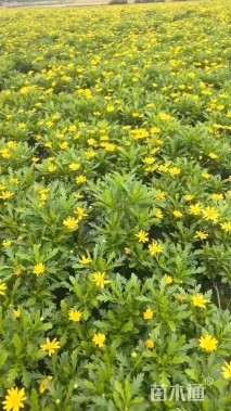 高度25厘米木春菊