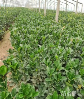 高度60厘米冬青小苗
