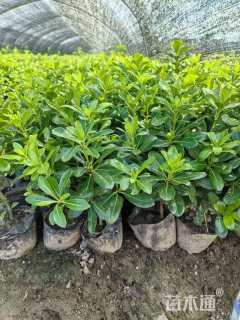 高度30厘米海桐