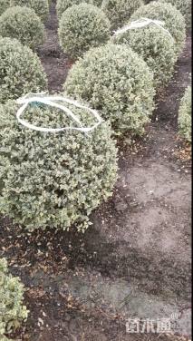 高度100厘米银姬小蜡