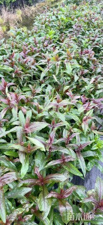 高度30厘米毛地黄