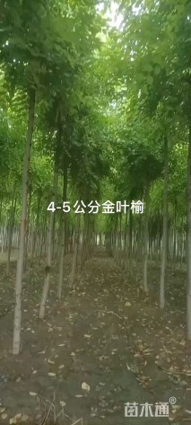 5公分金叶榆