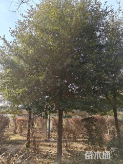 18公分弗吉尼亚栎