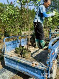 高度100厘米双荚槐