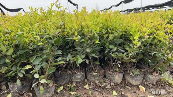 高度35厘米金森女贞