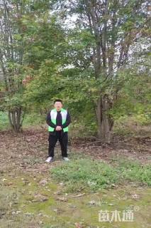 高度700厘米丛生美国红枫