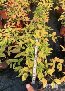 高度35厘米南天竹