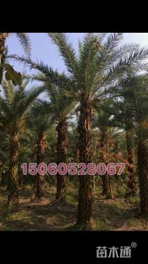 裸干高300厘米中东海枣