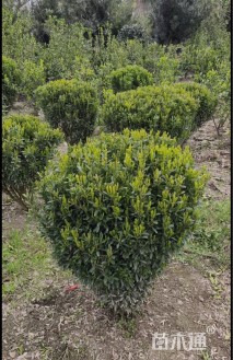 冠幅80厘米小叶黄杨球