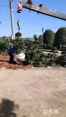 移栽苗造型罗汉松