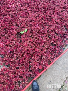 高度30厘米彩叶草