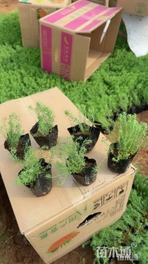 高度20厘米宿根亚麻