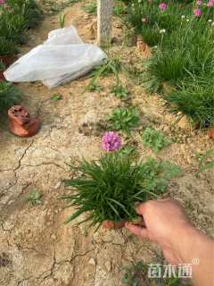 高度20厘米石竹