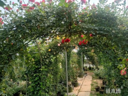 高度2000厘米欧洲月季