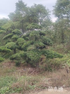 原生苗造型罗汉松
