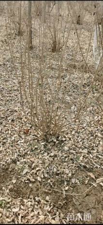 高度120厘米丁香