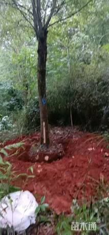 15公分多杆香樟