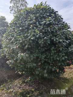 高度250厘米茶花