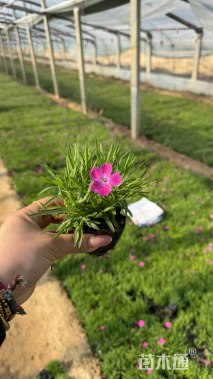 高度8厘米欧石竹