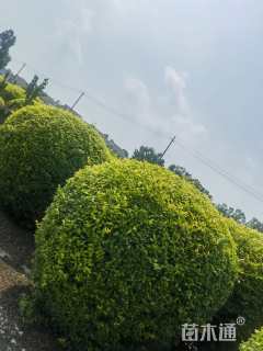 冠幅100厘米金禾女贞球