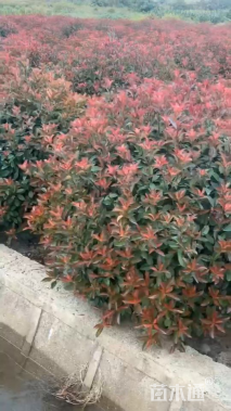 冠幅150厘米红叶石楠球