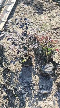 高度25厘米红花继木