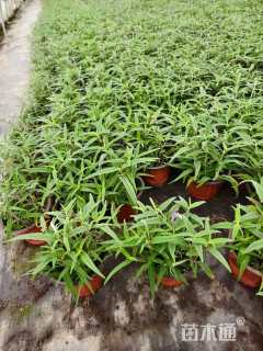 高度20厘米墨西哥鼠尾草