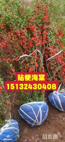 高度80厘米贴梗海棠