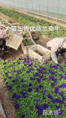 高度15厘米牵牛