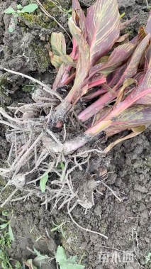 高度50厘米美人蕉