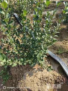 冠幅50厘米卫矛球