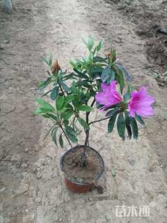 高度25厘米毛鹃