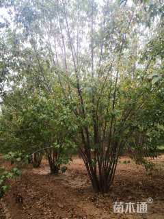 高度550厘米丛生茶条槭