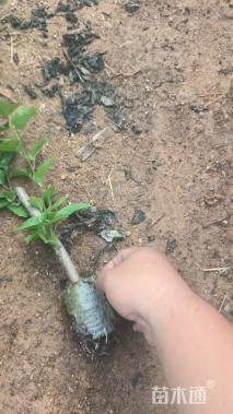 高度25厘米橙黄三角梅