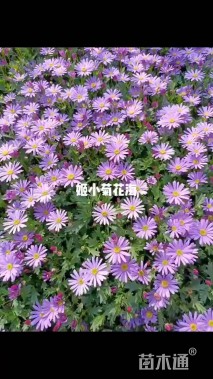 高度20厘米姬小菊