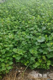 高度50厘米海滨木槿