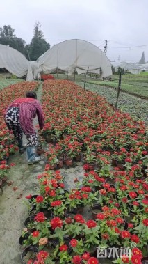 高度20厘米百日草