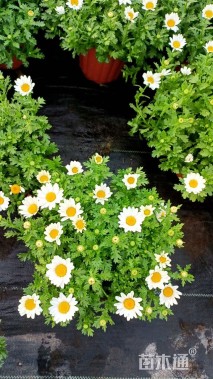 高度20厘米白晶菊